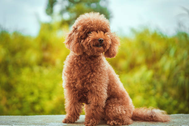 istock Close-up portrait of poodle 1334227141