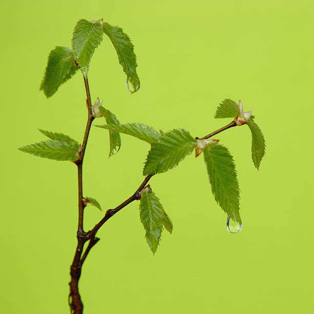 go green - american beech zdjęcia i obrazy z banku zdjęć