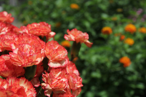 Carnaitions, Dianthus carophyllus with orange Lantana in background