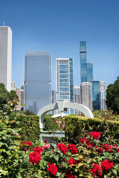 istock Roses in bloom in the city 1334227845