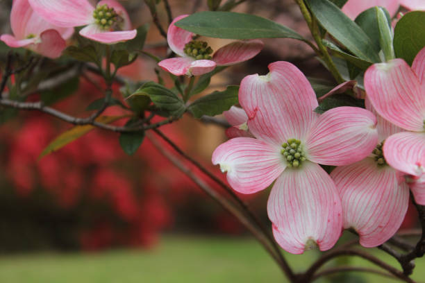 istock Pink Dogwood Flowers in full bloom Cornus florida 1334228705