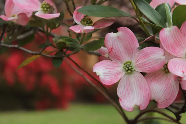 Pink Dogwood Flowers in full bloom