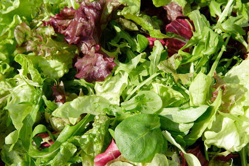 Background of a colorful mix of different lettuce leafs