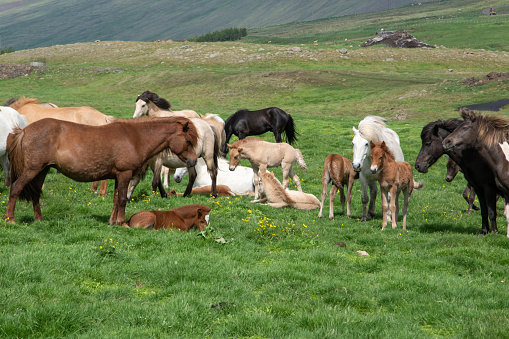 Icelandic horses on a pasture in the north of Iceland. The Icelandic pony is a versatile and robust breed of horse