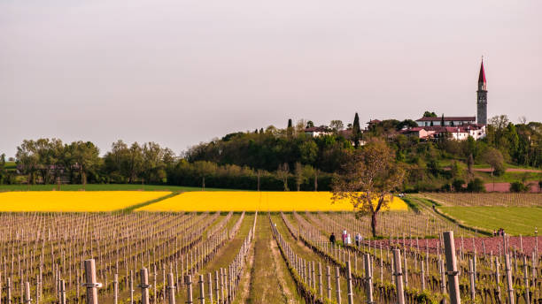 istock Colza fields and vineyards in the italian countryside 1334231696