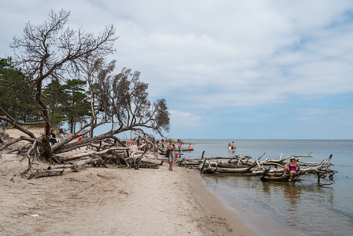 Jurkalne, Latvia - June 24, 2021: Tourists walking along the trees felled by storms and brought up by the waves to the beach