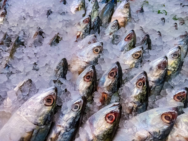 rows of fresh mackerel peddled for sale to customers