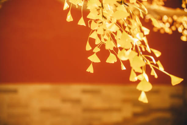 The Forbidden City autumn
