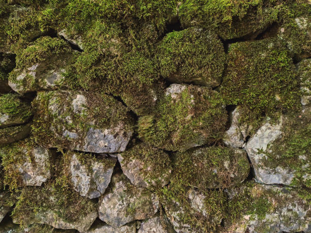 istock Old stone wall overgrown with large moss 1334233994