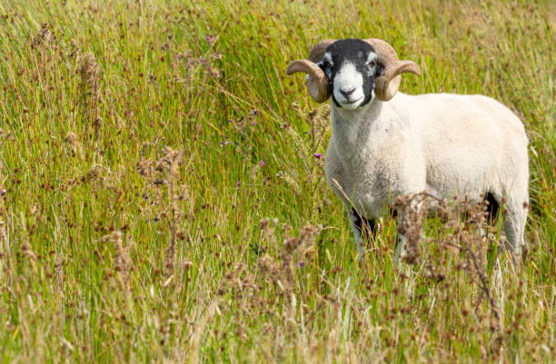 istock A fine Swaledale ram in open moorland, facing camera 1334234707