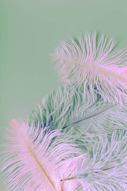 istock Pink and grey bird feathers on gray background 1334234969