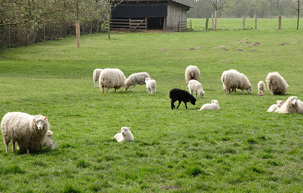 istock Herd of sheep 133423560