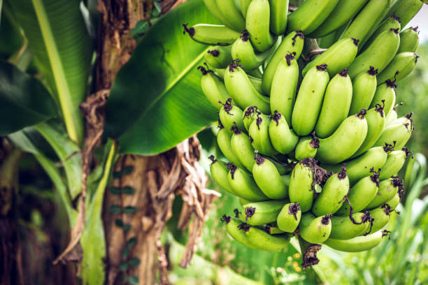 bananier - banana plantation green tree photos et images de collection
