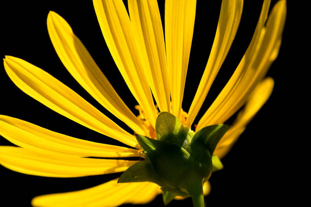 istock yellow flower in backlit with black background 1334239158