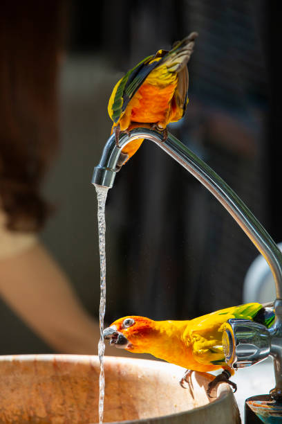 A sun conure is drinking water from a faucet.