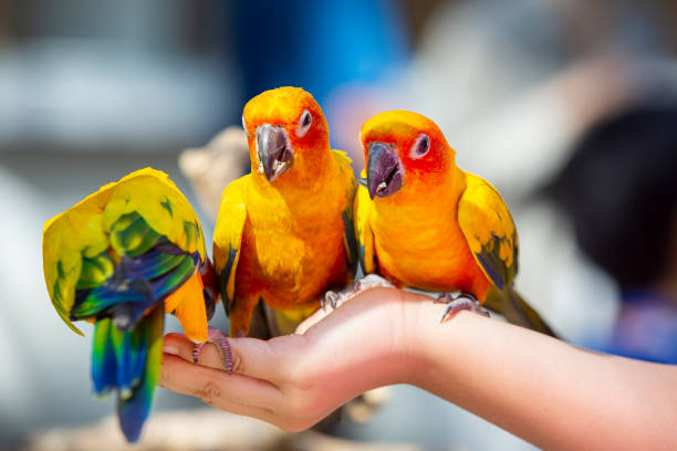 istock Sun conure eating sunflower seeds in hand 1334239675