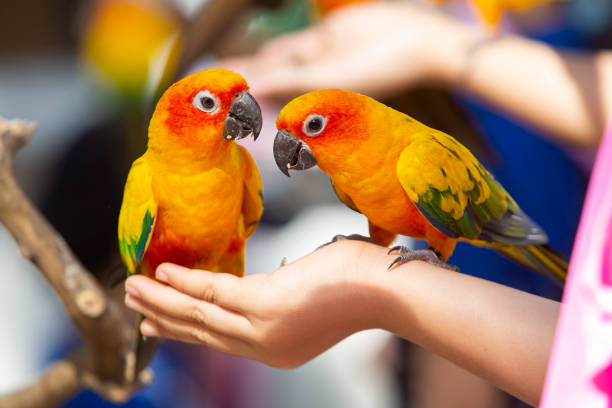 istock Sun conure eating sunflower seeds in hand 1334239677