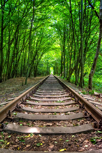 Tunnel of love. Created from trees along the railroad. Ukraine. Rovenskaya region. Sights.