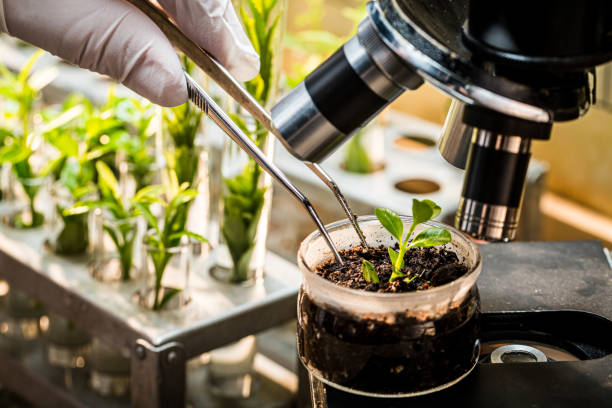 istock Laboratory testing of pesticides on plants. Practical chemistry classes. 1334240355