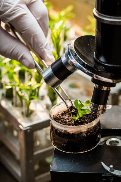 istock Laboratory exploring new methods of plant breeding. Practical chemistry classes. 1334240481