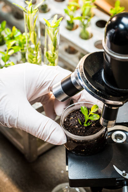 istock Laboratory during test the pesticides on plants. Practical chemistry classes. 1334240510