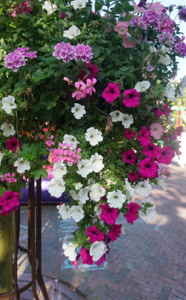 istock Flowers in hanging baskets 1334241446