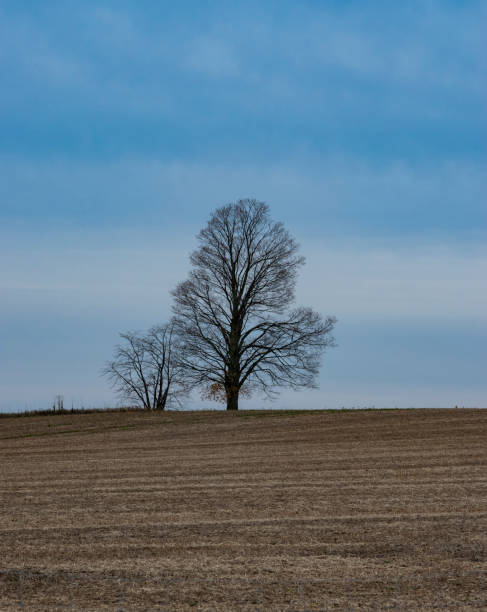 istock The lone tree on the hill 1334241554