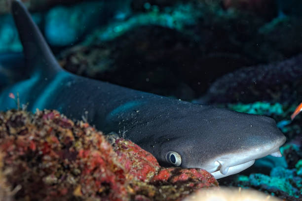 ein bild eines riff-weißspitzenhais, der im korallenriff ruht - whitetip reef shark stock-fotos und bilder