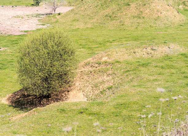istock hilly meadow with a single tree with a round treetop 1334241627
