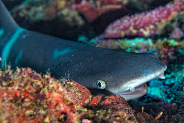 ein bild eines riff-weißspitzenhais, der im korallenriff ruht - whitetip reef shark stock-fotos und bilder