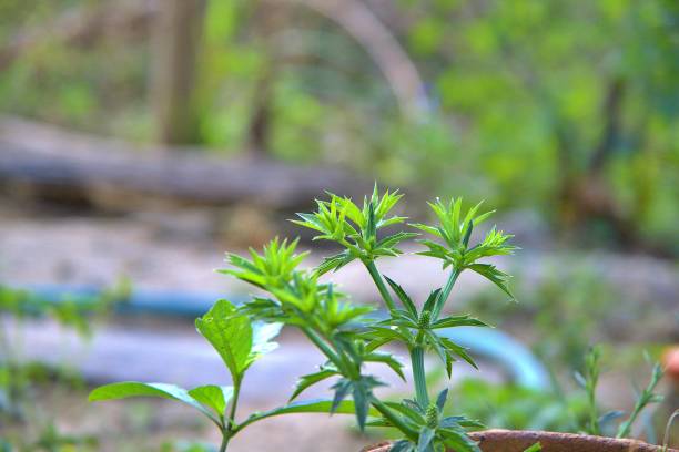 eryngium foetidum l.culantro jako dwuletni dzień jaskry roślinnej z kolendrą - long coriander zdjęcia i obrazy z banku zdjęć