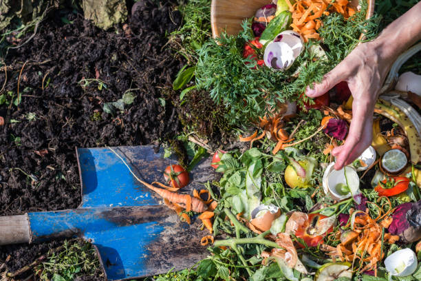 Compost box outdoors full with garden browns and greens and food  wastes, woman throwing away wastes stock photo