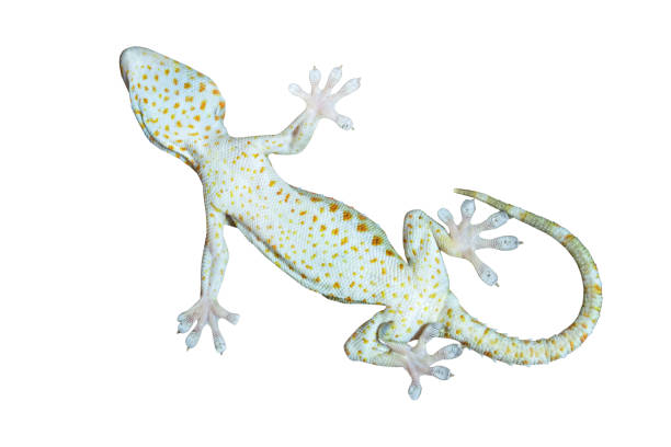 istock feet of a gecko on a white background 1334244467