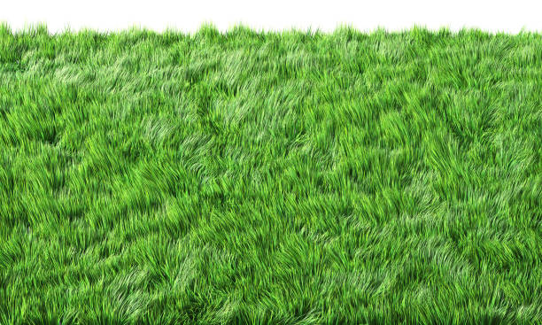 istock Green grass field on white background. 3d illustration 1334245990