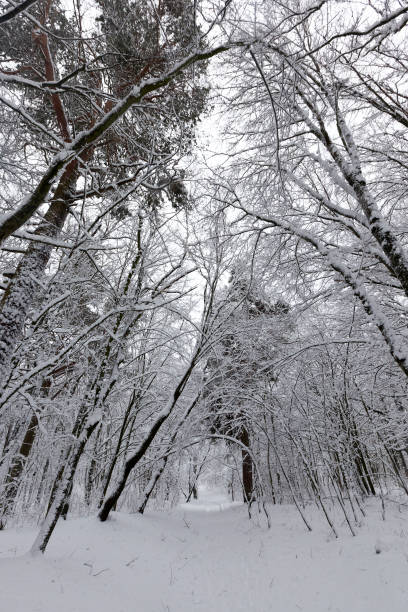istock in the snow, deciduous trees in the winter season 1334246066