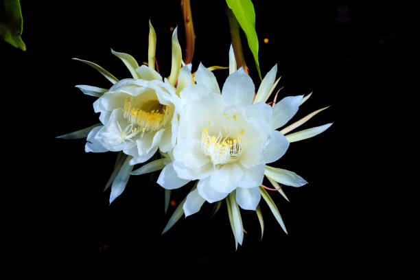 The Epiphyllum Queen of the Night Cactus, Epiphyllum night blooming cereus stock pictures, royalty-free photos & images