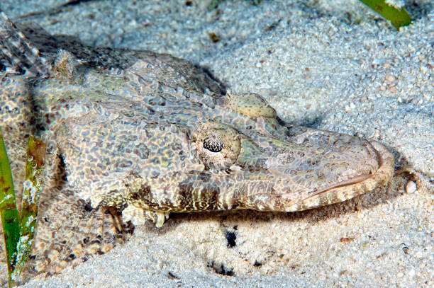 istock A picture of a crocodilefish resting on the bottom 1334249668