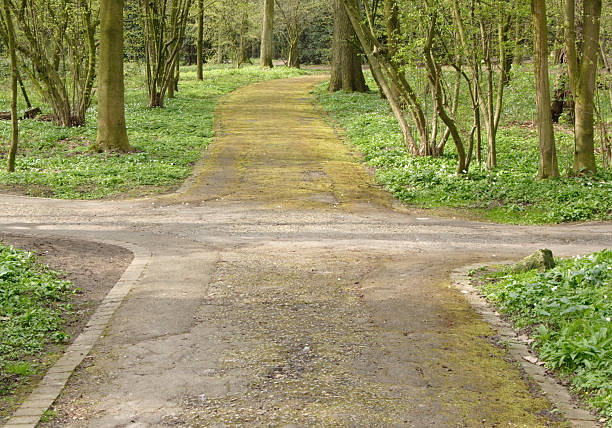 Crossroad in the forest during springtime