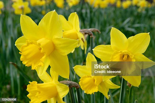 Foto de Narziss e mais fotos de stock de Amarelo - Amarelo, Beleza natural - Natureza, Cabeça da flor