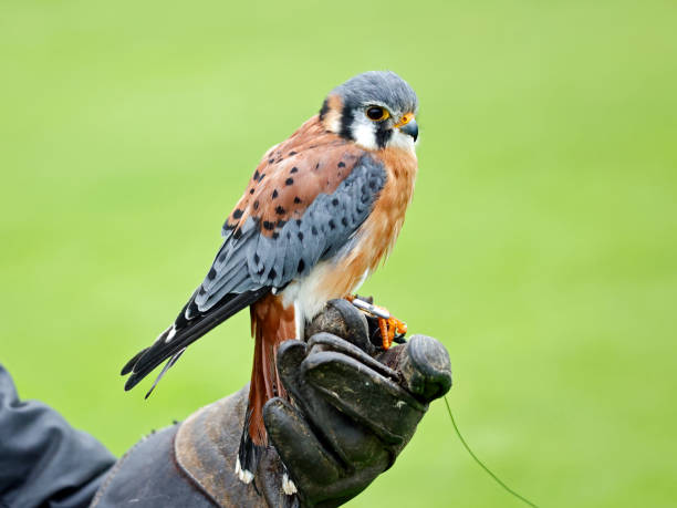 buntfalke - kestrel hawk beak falcon stock-fotos und bilder