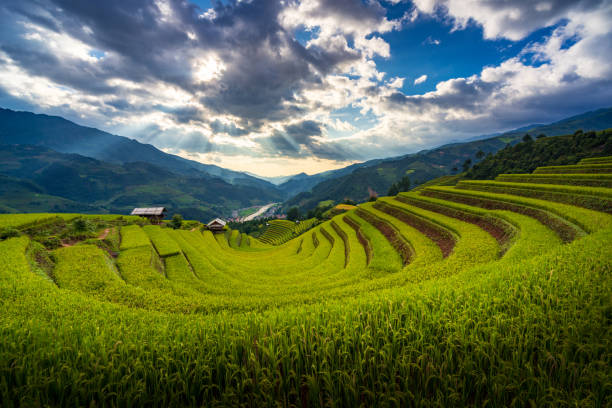 istock Sunset over Terraced rice fields, Mu Cang Chai, Yen Bai, Vietnam 1334251382