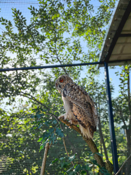 istock Photos of a young Siberian eagle owl 1334252272