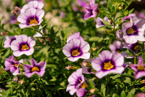 nahaufnahme von lila calibrachoa-blüten in einem hängenden korb, auch bekannt als million bells oder nachlaufende mini-petunie. - flower head annual beauty close up stock-fotos und bilder