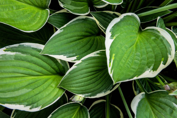 istock Hosta leaves floral pattern background. Lush green hosta foliage top view. 1334252933