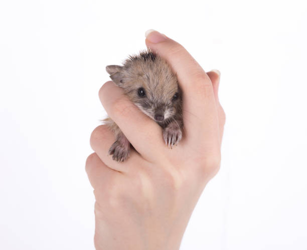 istock little hedgehog in hand on a white background 1334252960
