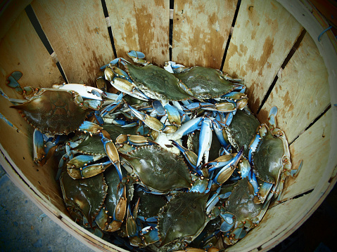 Crabs in a wooden bucket viewed from above