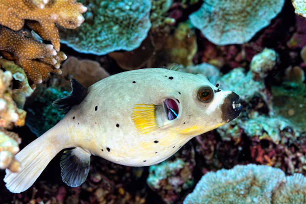 istock A picture of a nice puffer fish on the bottom 1334253006