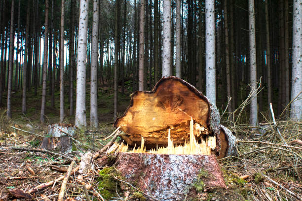 istock In the woods 1334253007