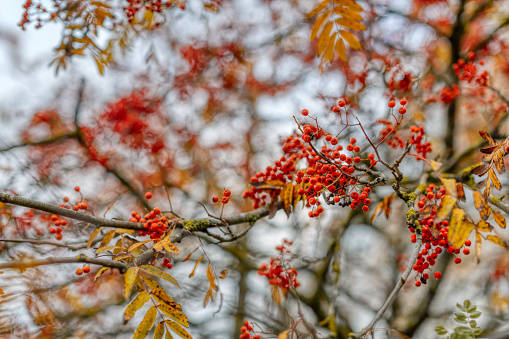 Yellow leaves. Autumn concept. Rowan fruits on branches. HDR photo.