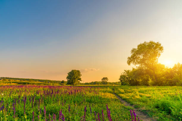 istock Field in summer rural evening landscape 1334254204